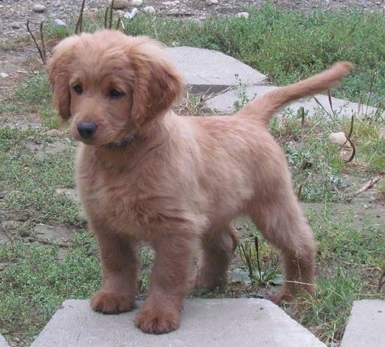Full grown golden cocker retriever- looks like a puppy forever! I need this dog in my life immediately.