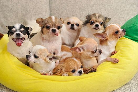Fun facts about the Chihuahua dog