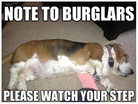 funny basset hound memes - Google Search