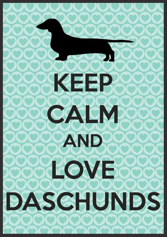 Funny dachshunds isn't even spelled right but I'll repost anyways of course :)