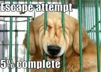 Funny Dogs Pictures With Captions