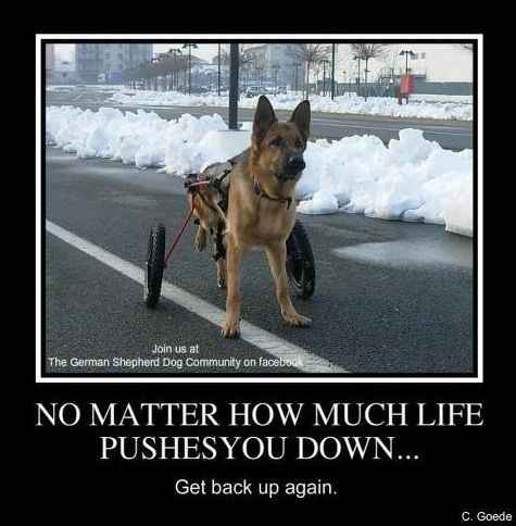 funny german shepherd pictures | Funny GSD Picture Signs - Laugh, Cry, Be Proud - German Shepherd Dog ...