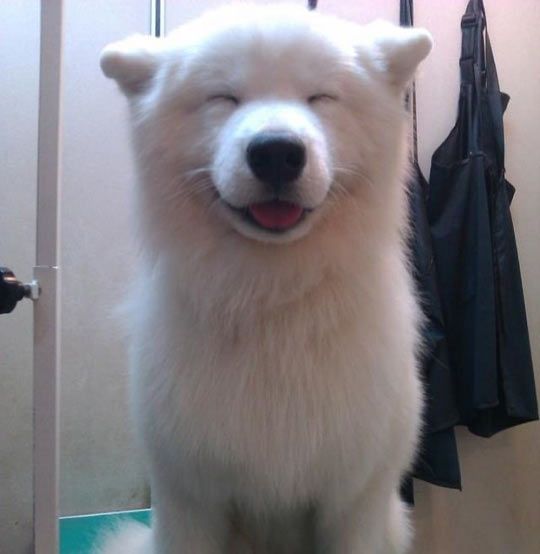 funny-happy-dog-smiling