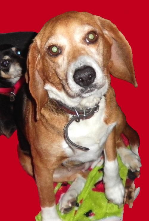 Gentle beagle girlWeighing in at about 27 lbs (9/17/13), this precious 6-year-old beagle girl was surrendered, along with her 13-year-old chiweenie sister, when her family moved into an apartment. Both girls were heartworm positive. With help