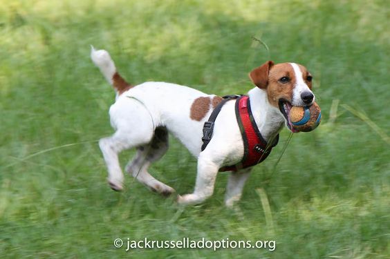 Georgia Jack Russell Rescue, Adoption and Sanctuary | Sophie #cutest #running #dog #adoptable #terrier