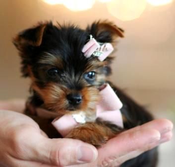Georgina the Yorkie Teacup Puppy For Sale website seems sketchy, but the puppies are soooo cute :)
