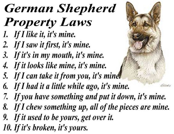 GERMAN SHEPHERD DOG BREED SILLY PROPERTY LAWS