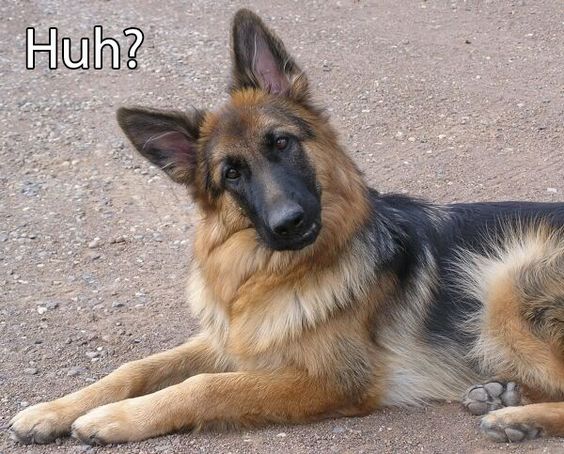 German Shepherd Dog | Funny German Shepherd Dog Picture | Animal Pictures