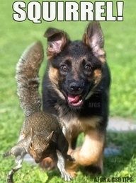 german shepherd humor | squirrel german shepherd 