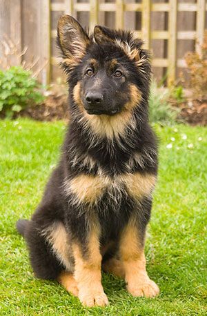 German Shepherd puppy.