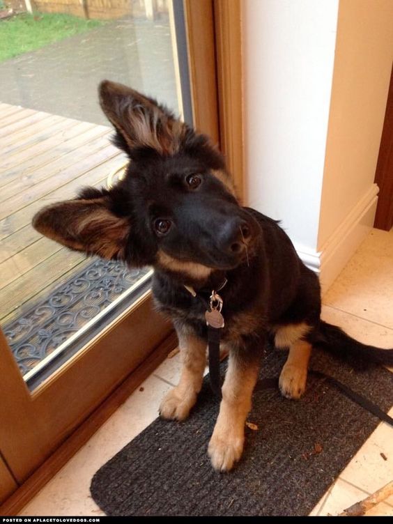 German Shepherd Puppy Head Tilt