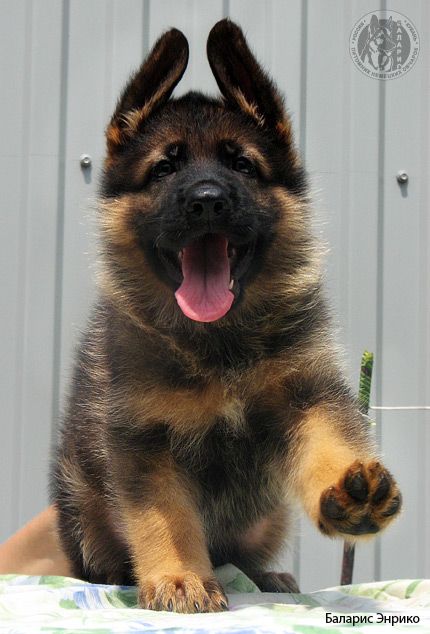 german shepherd puppy - the cutest