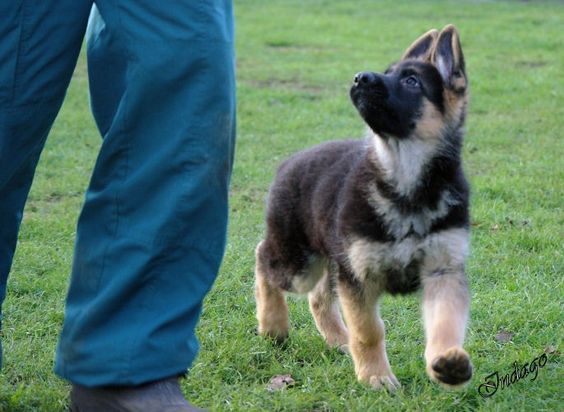 German Shepherd puppy - 