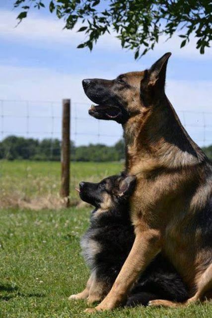 German Shepherds are well known because of their qualities: One of the most loyal breed of dogs; strong sniffing power used by police, herding, rescue, military and detective purposes; the most registered dogs by kennel club in number; very consistent in their behavior; highly energetic; high stamina; protective & dominant in nature; aggressive on feeling any kind of danger.