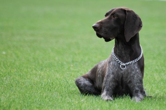 German Shorthaired Pointer, a hunting dog