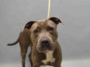 GESTURE – A1076233 MALE, GRAY, AM PIT BULL TER MIX, 1 yr STRAY – STRAY WAIT, NO HOLD Reason STRAY Intake condition EXAM REQ Intake Date 06/04/2016, From NY 11221, DueOut Date 06/07/2016,