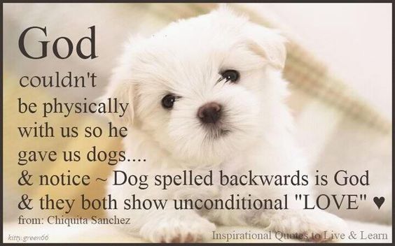 God couldn't be physically with us so he gave us dogs ~ Dog spelled backwards is God & both show unconditional love!