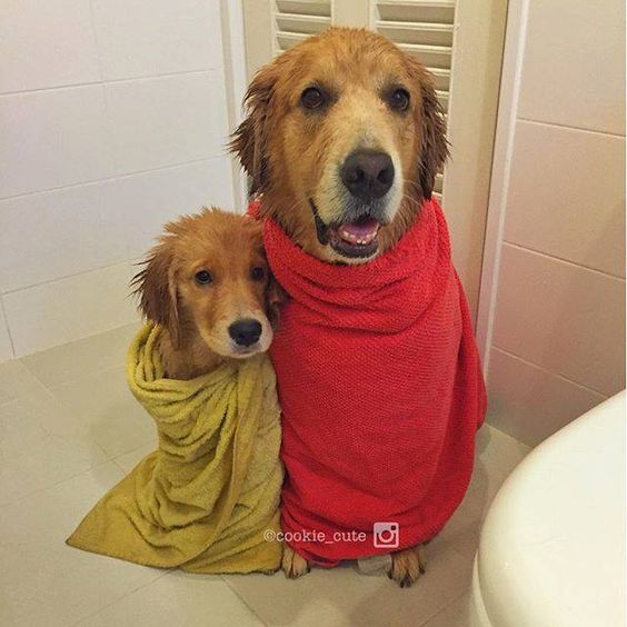 Golden bath time