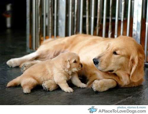 golden puppies!
