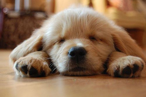golden puppies are the best