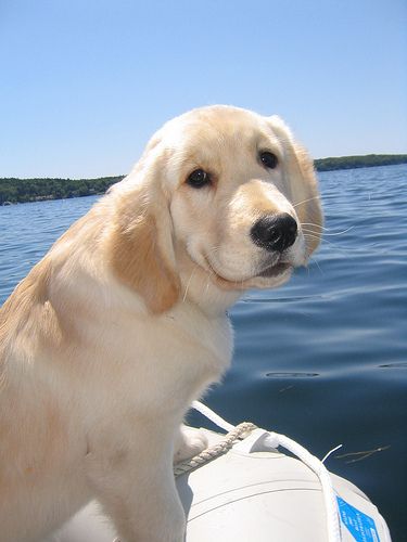 Golden Puppy on Boat
