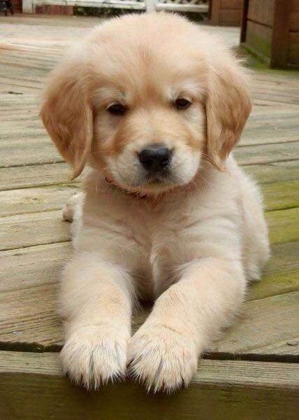 Golden puppy
