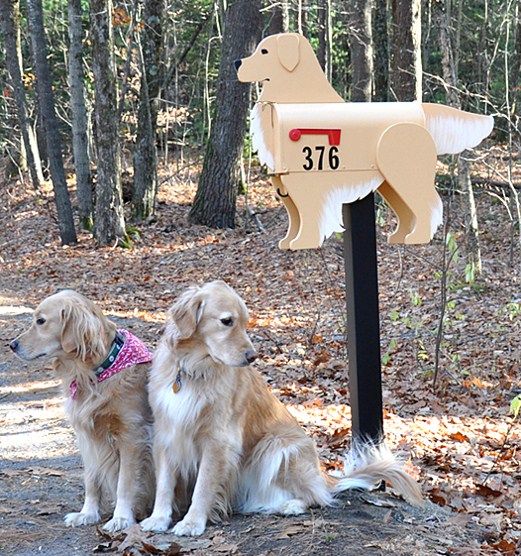 Golden Retriever mailbox with customers!