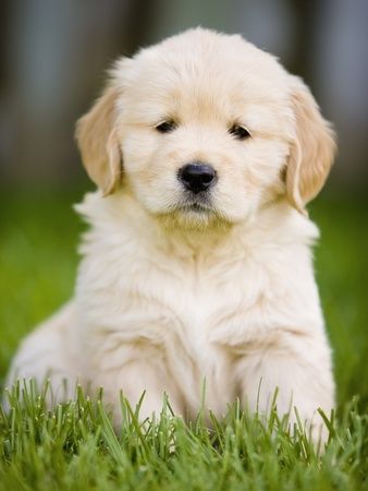 Golden Retriever Puppy! Can't wait to get mine!!
