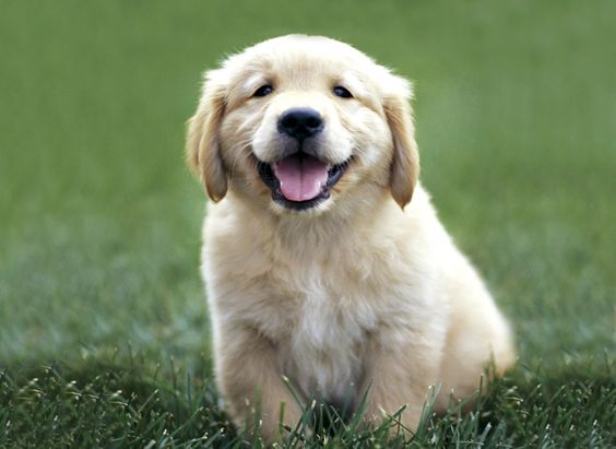 golden retriever puppy He's so happy :)