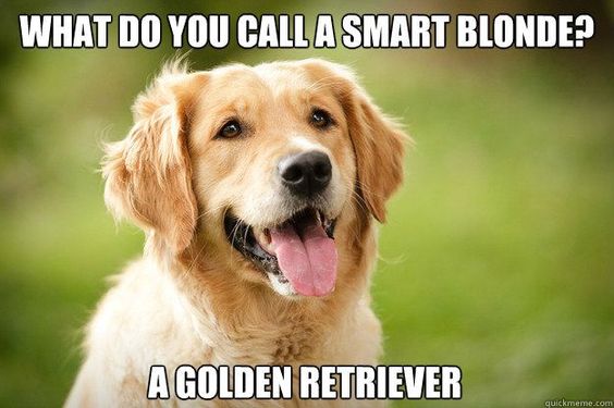 Golden Retrievers are smart blondes!