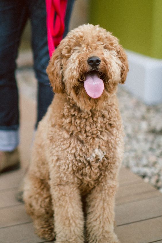 goldendoodle, love the tongue!