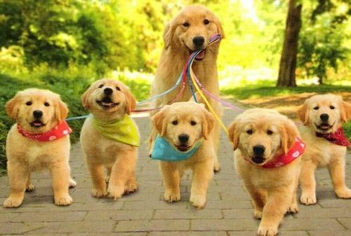 goldens on a walk with mom