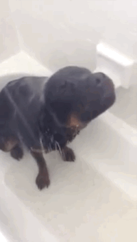 Good, clean fun for the whole family! | This Dog Loves Showering More Than You Love Anything
