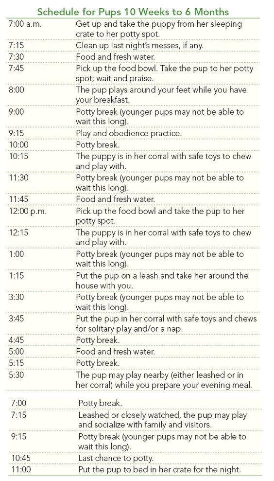 Good puppy potty training schedule