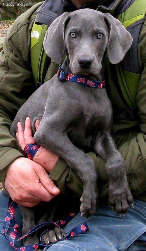 Gorgeous Blue Weimaraner Puppy!