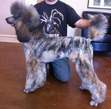 Gorgeous brindle poodle