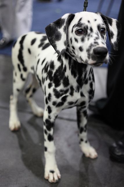 Gorgeous Dalmatian pup. Don't see them very often. My friend had a dalmaian, he was beautiful His name was Chopian