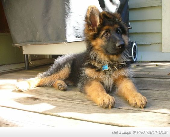 Gorgeous long haired German Sheppard
