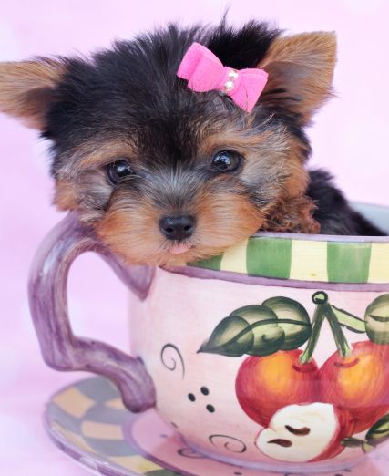 Gorgeous Tea Cup Yorkie Puppy