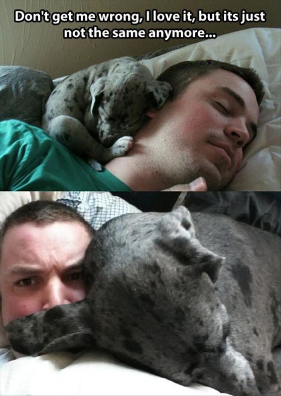 . Great Dane cuddles.