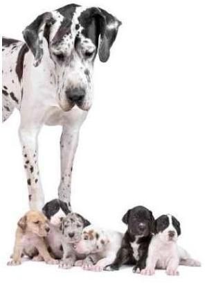 #Great #Dane #Puppies
