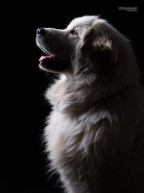 Great Pyrenees - Gorgeousness! I'll never own another breed, by far the sweetest most loving dog breed I've ever owned!