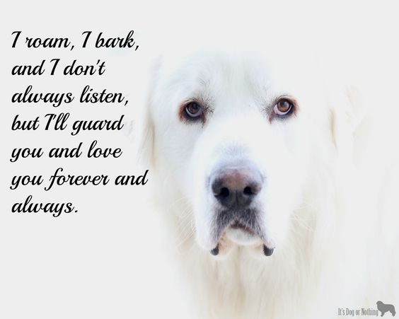 Great Pyrenees love ♥