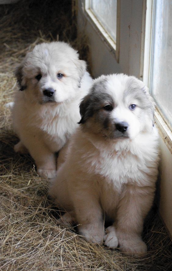 Great Pyrenees Puppy at Boondockers Farm