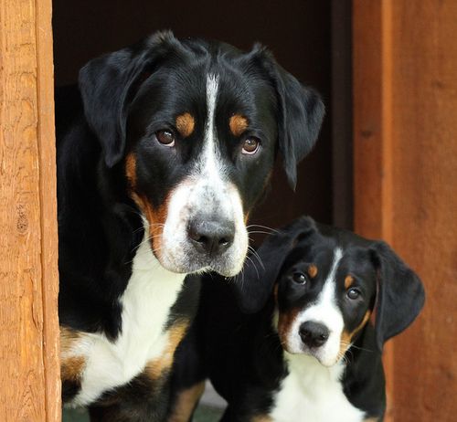 Greater Swiss Mountain Dog - I'm obsessed.