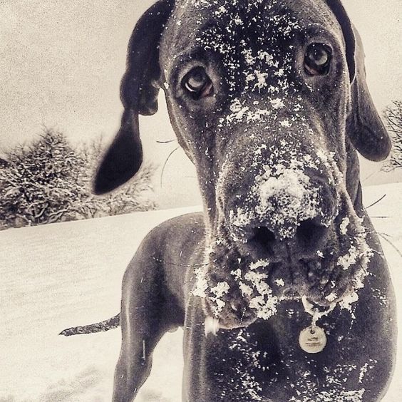 Grey Great Dane in the Snow