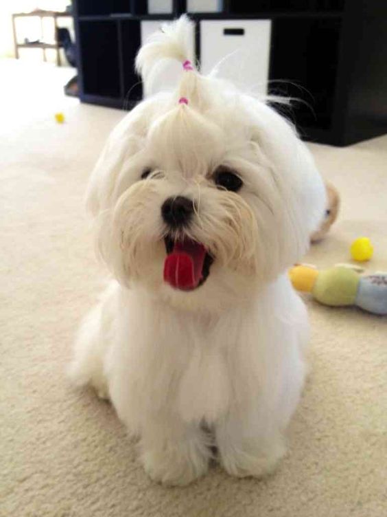 Grooming help needed - Page 2 - Maltese Dogs Forum : Spoiled ...