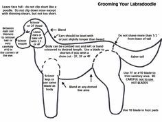 Grooming the Labradoodle, Goldendoodle & Aussiedoodle