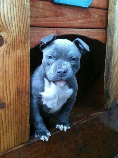 Grouchy blue & white blue-nose pitbull puppy