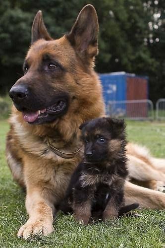 GSD mom and her puppy